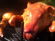 Close up of pig on the grill
