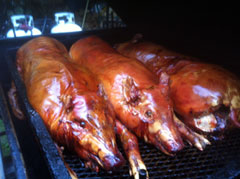 Three pigs slow roasted to perfection on the gill